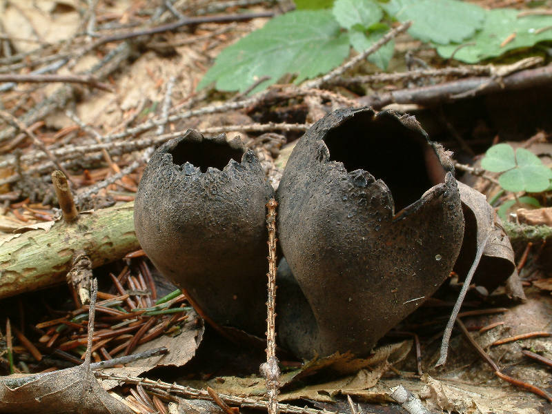 유리잔 모양의 우르눌라