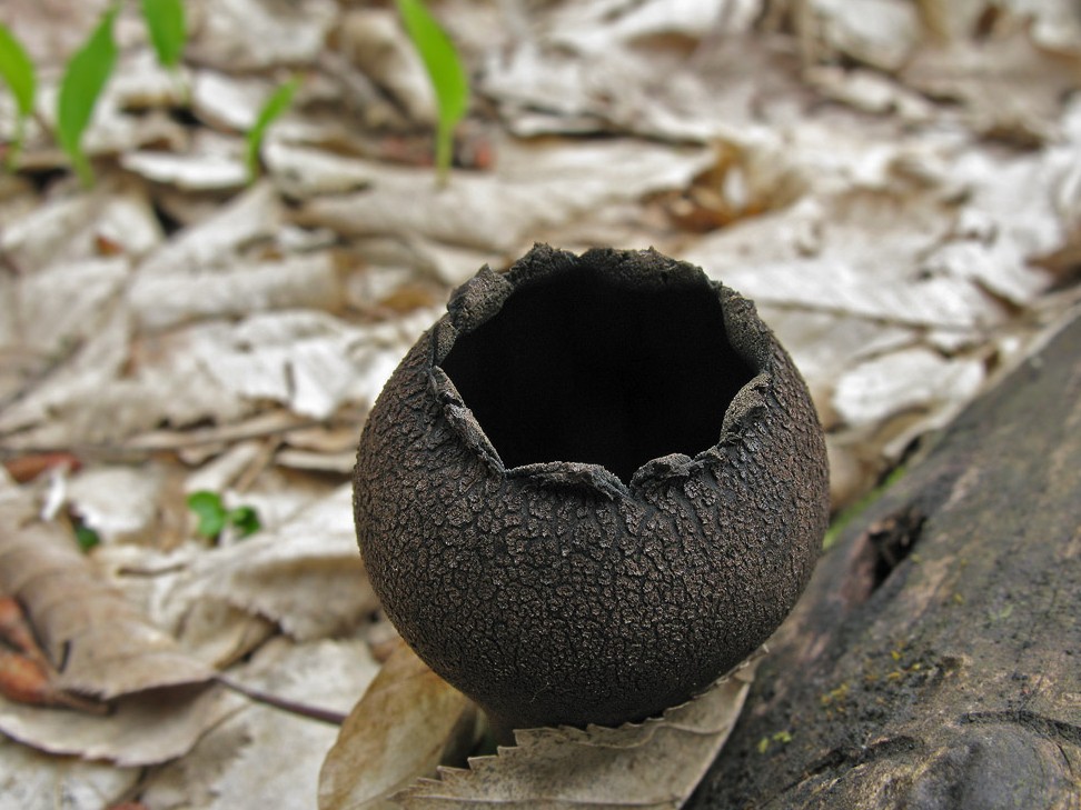 유리잔 모양의 우르눌라