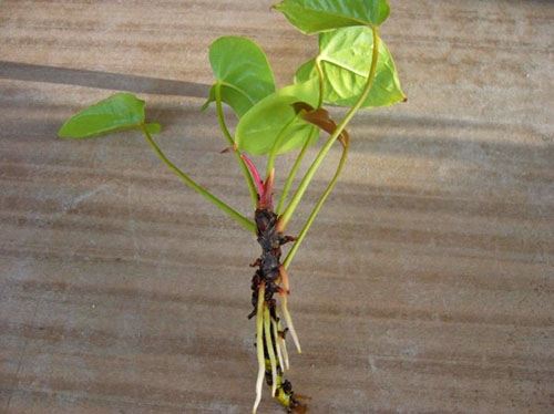 안스리움 꺾꽂이