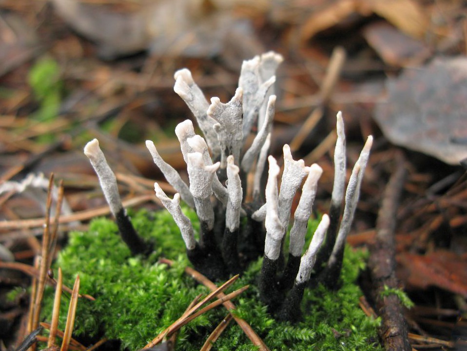 자일라리아 하이폭실론