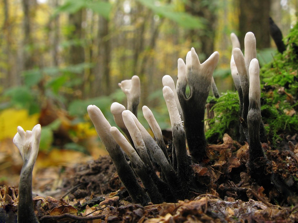 자일라리아 하이폭실론