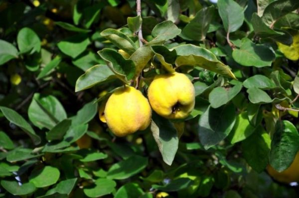 가을철 모과 관리