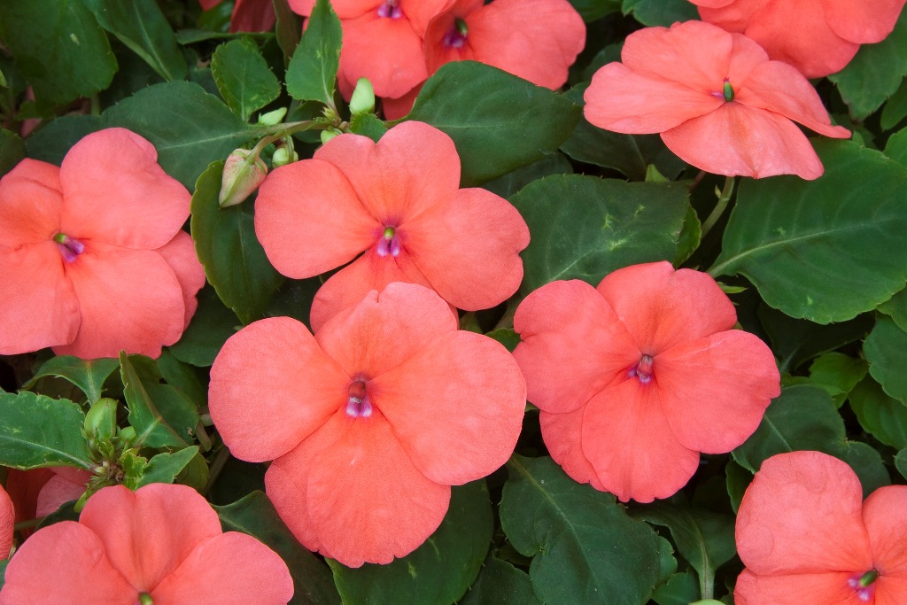 임파티엔스 월레리