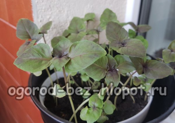 화분에 심은 바질