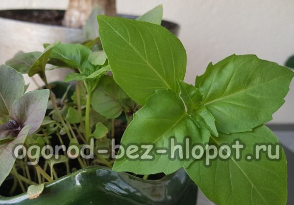 어린 바질 식물