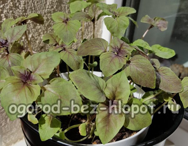 발코니에 있는 바질