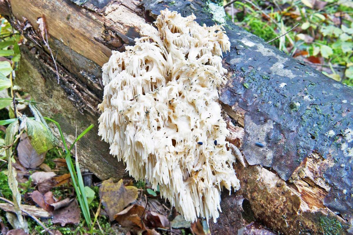 알파인 블랙베리