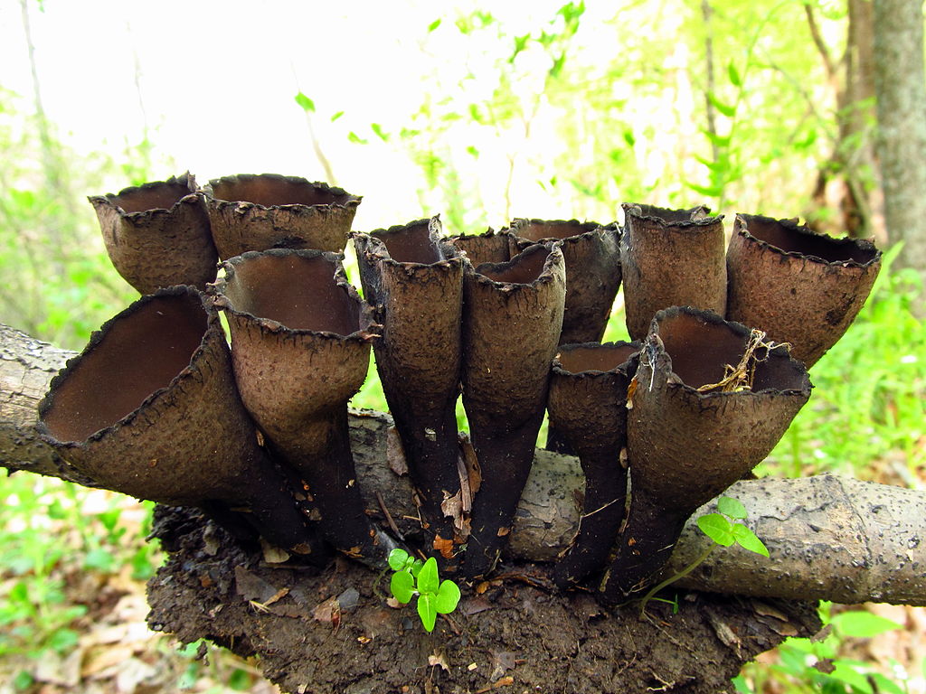 유리잔 모양의 우르눌라