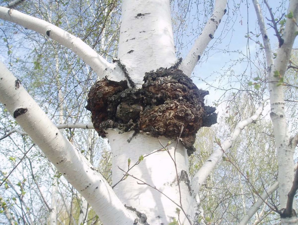 자작나무 버섯 차가