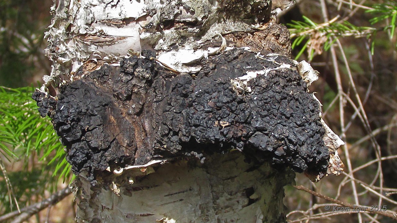 자작나무 버섯 차가