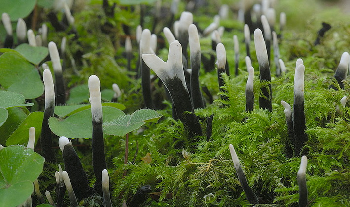 자일라리아 하이폭실론