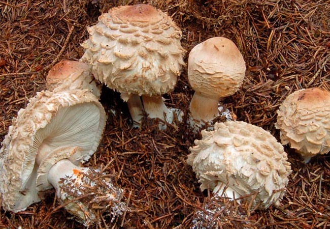 붉어지는 파라솔 버섯