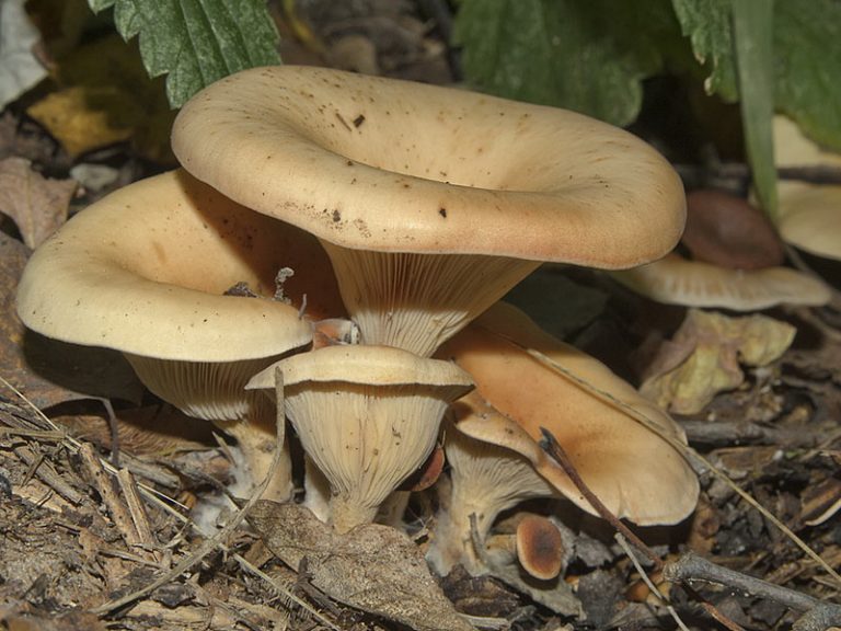 붉은 갈색 말쟁이