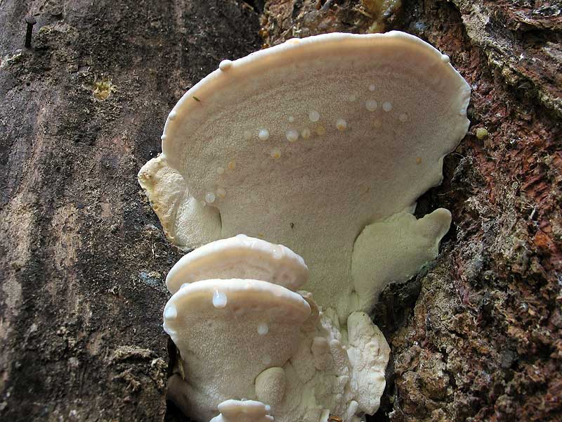 수렴성 포스티아