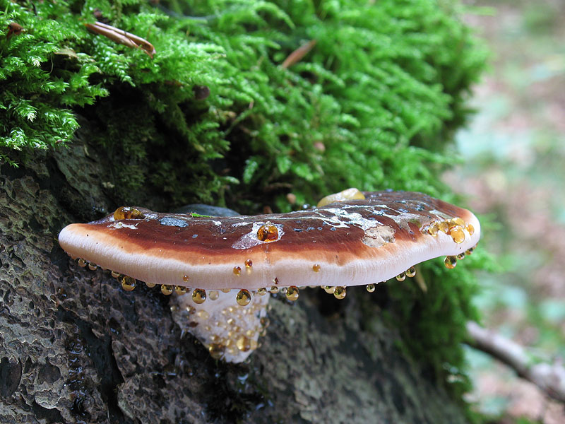 수지성 이슈노더마