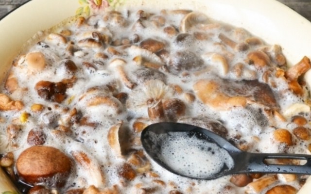 꿀버섯에 거품이 난다