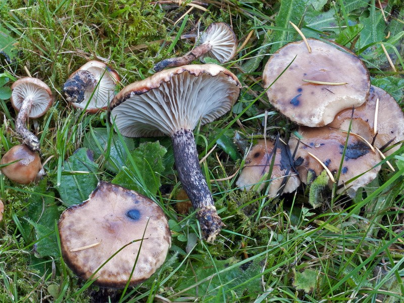 얼룩덜룩한 비늘머리를 가진...