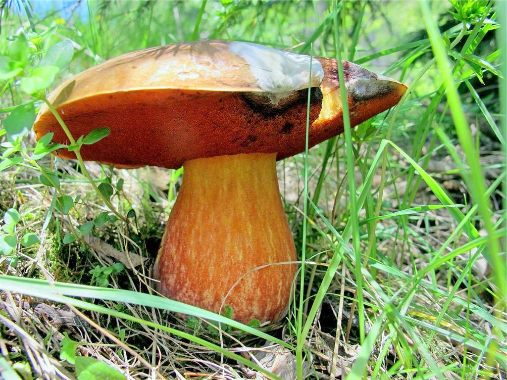 얼룩무늬 참나무