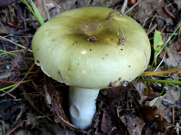 Russula viridans