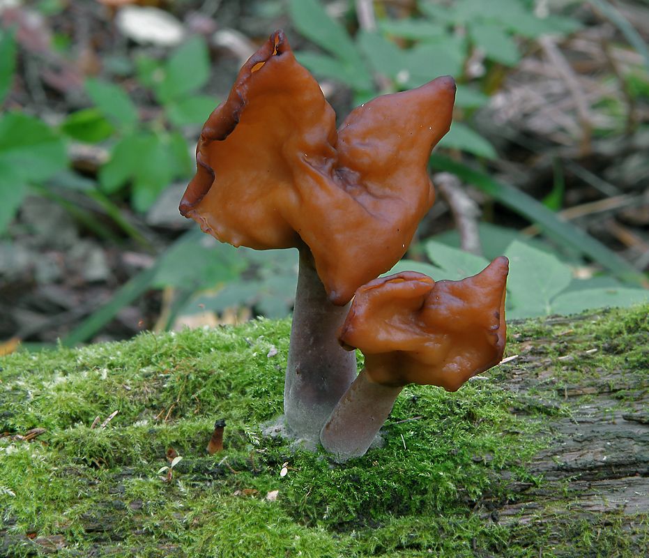 가을 모렐 버섯