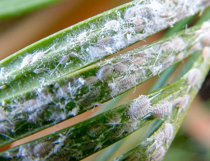 손바닥 비늘 곤충