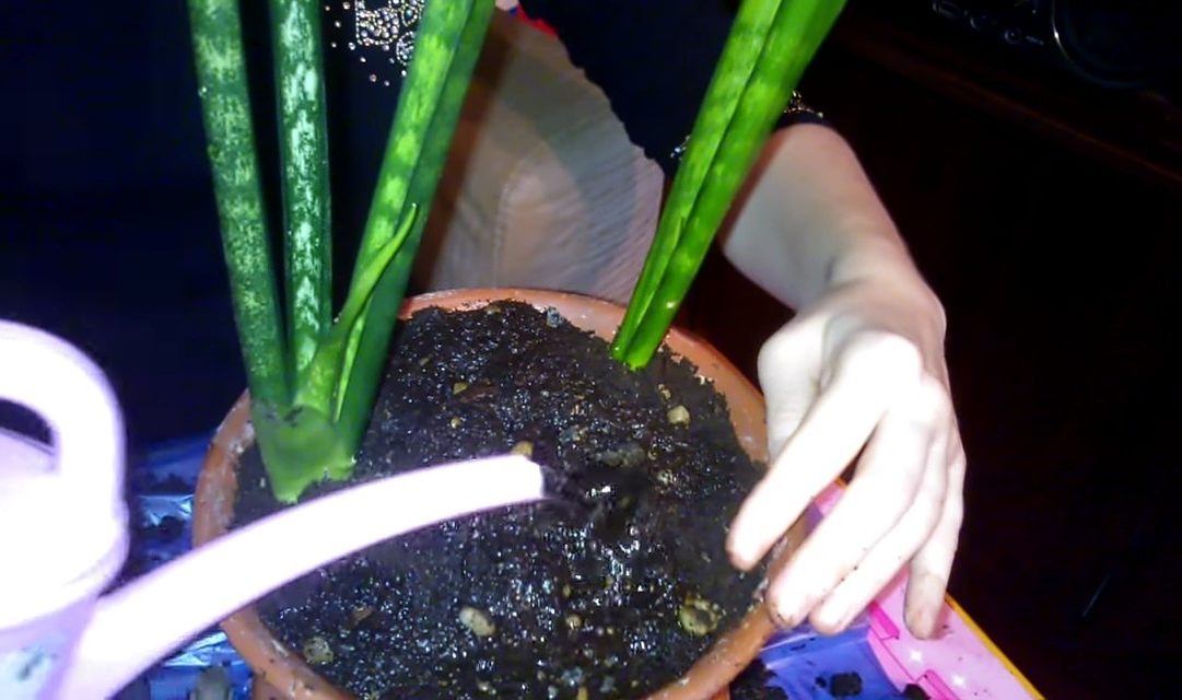 이식된 꽃에 물주기