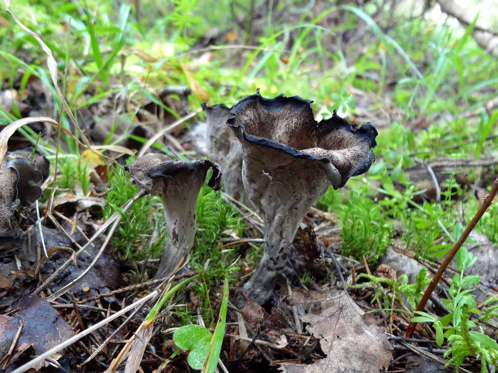 깔때기풀 구불구불하다