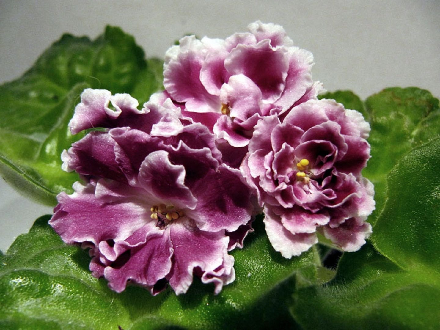 세인트폴리아스