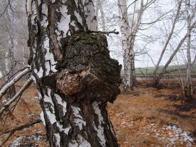 자작나무 버섯 차가