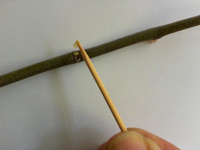 사이토키닌 페이스트