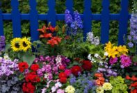 겨울이 오기 전에 어떤 꽃을 심어야 하나요?