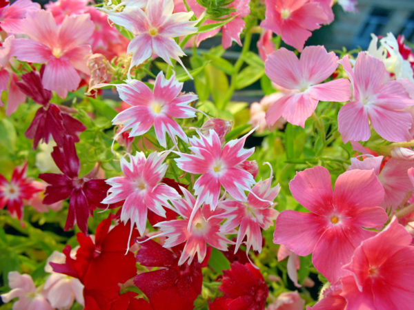 겨울이 오기 전에 어떤 꽃을 심어야 하나요?