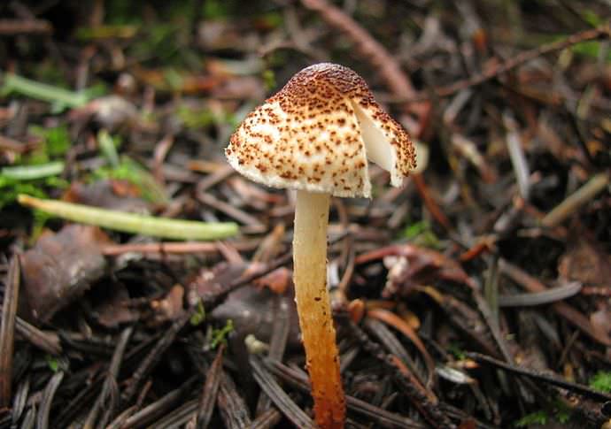 유독한 레오피타