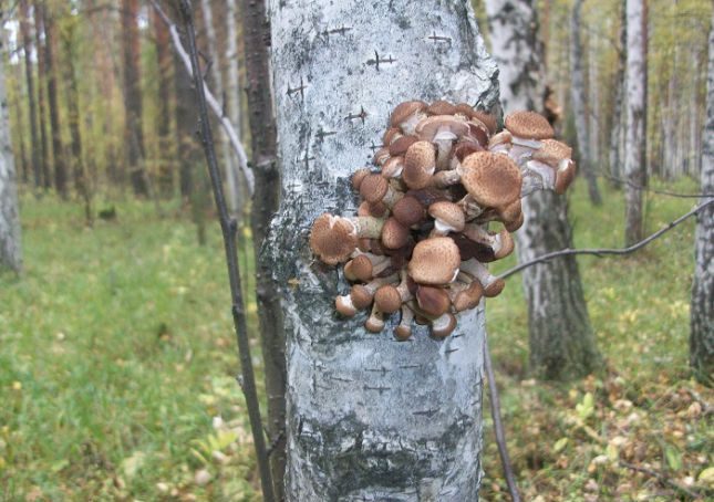 자작나무 위의 꿀버섯