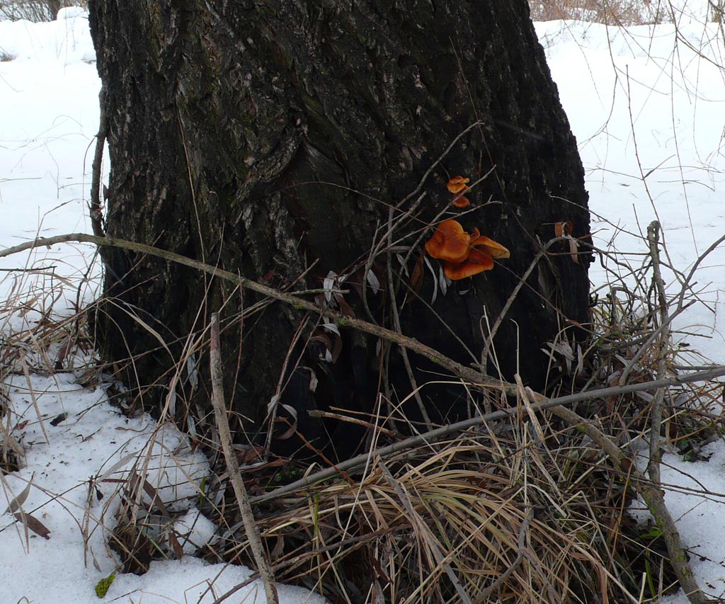 겨울 느타리버섯