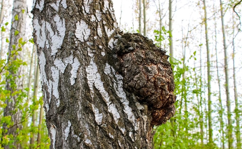자작나무 버섯 차가