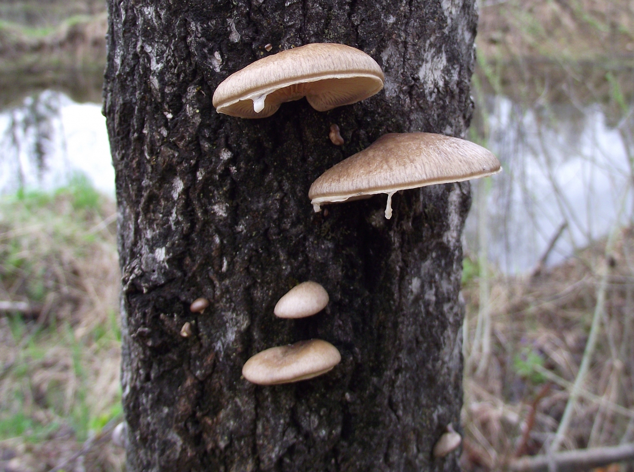 덮인 느타리버섯