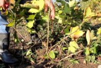 겨울 동안 포도를 덮다