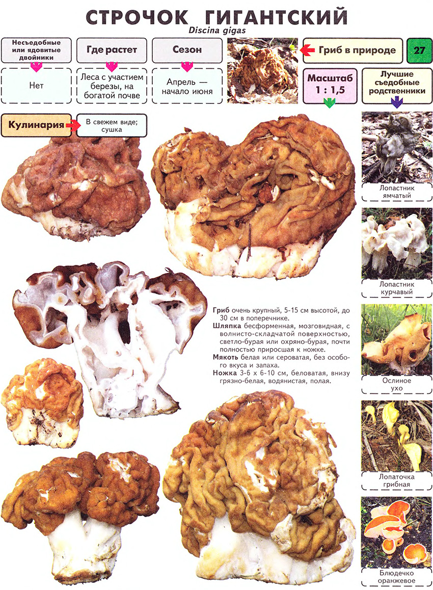 거대 모렐 버섯