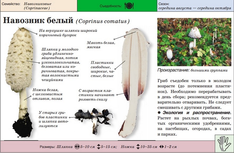 흰 똥 딱정벌레