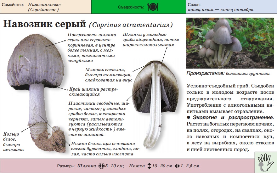 회색 똥 딱정벌레