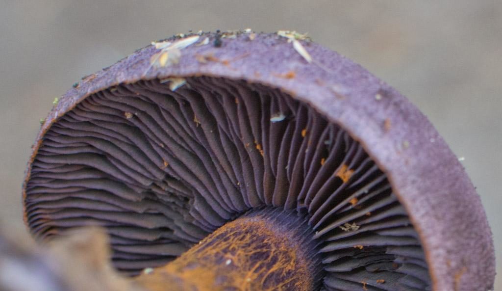 보라색 코르티나리아