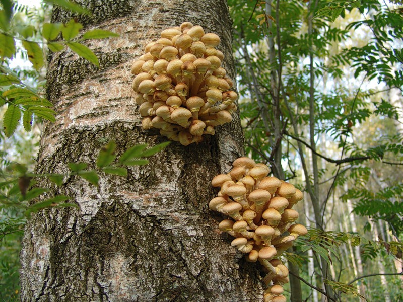 자작나무 위의 꿀버섯