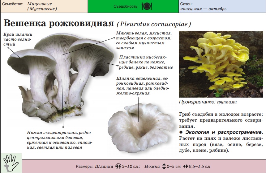뿔 모양의 느타리버섯
