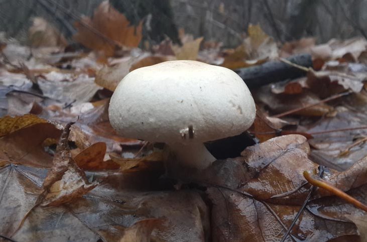 샴피뇽의 분포 지역