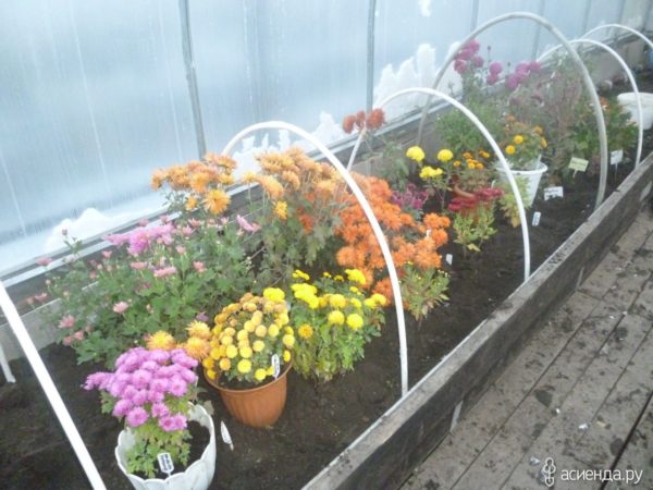 겨울철 국화 보관