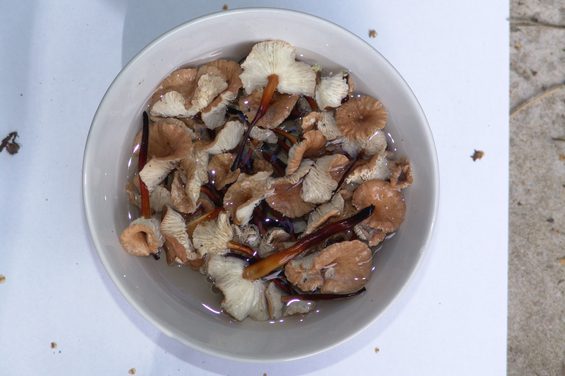 버섯 요리 준비