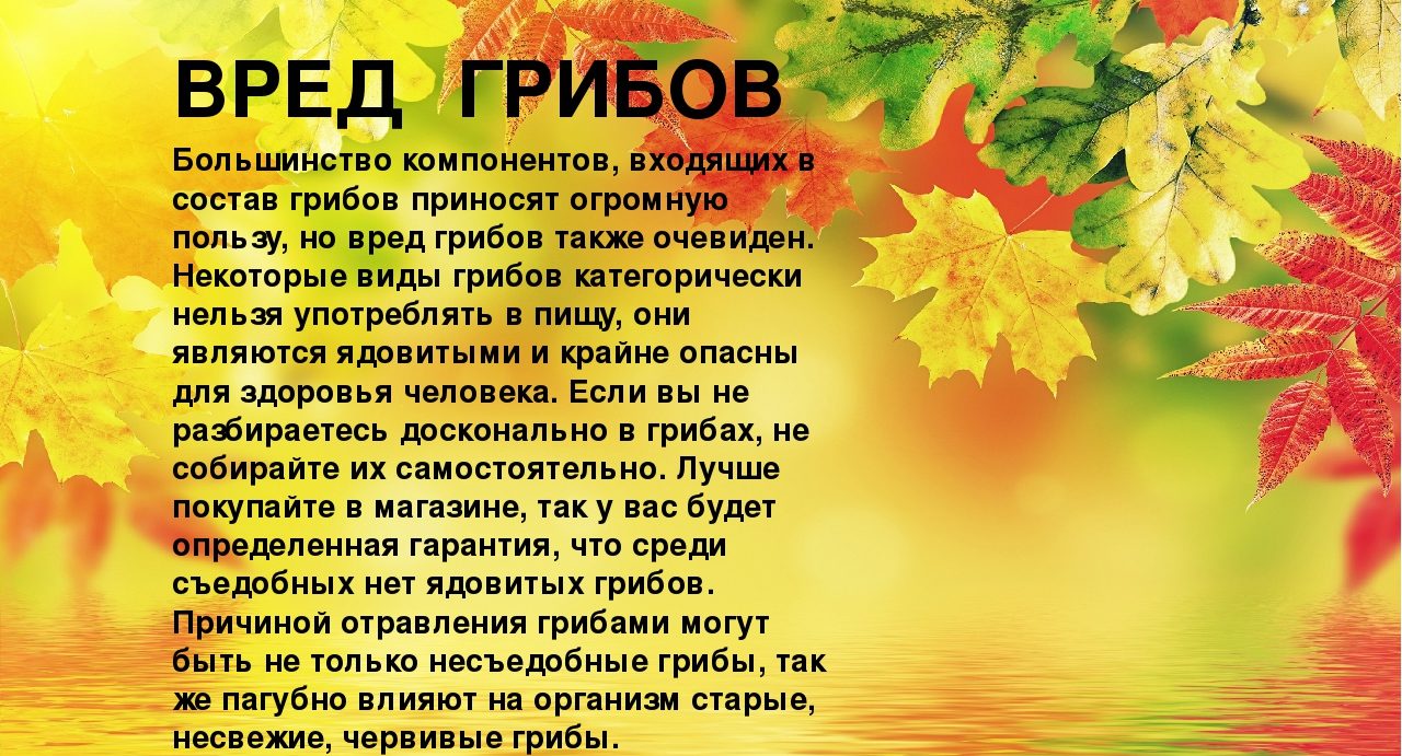 버섯의 유해한 영향