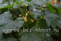 따뜻한 밭에서 재배되는 호박의 종류는 무엇입니까?