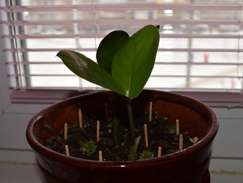 성냥을 사용하여 모기 제어